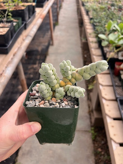 Crassula plegmantoides 3.5" Pots - WS