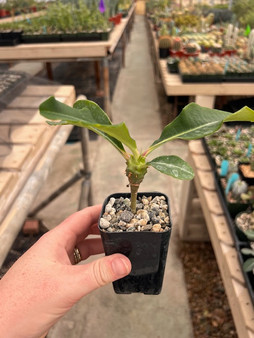 Euphorbia viguieri var. capuroniana 2" Pots - WS