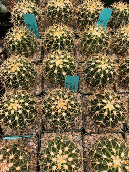 Ferocactus pottsii 3.5" Pots - WS