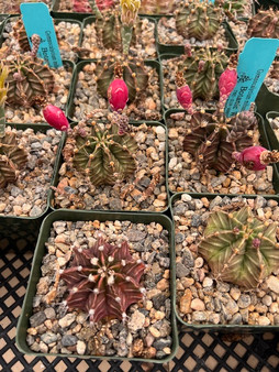 Gymnocalycium mihanovichii 3.5" Pots - WS