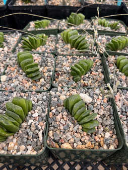 Haworthia truncata 'Lime Green' 3.5" Pots - WS
