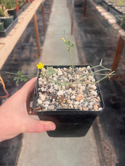 Ibervillea tenuisecta 5" Pots - WS