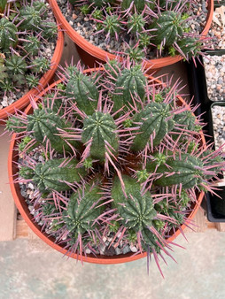 Euphorbia ferox bowls 10" - WS