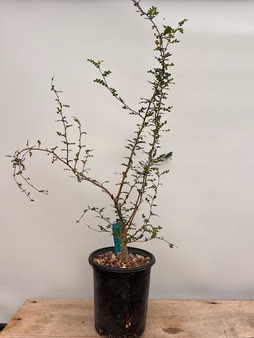 Operculicarya decaryi 1 Gallon Pot