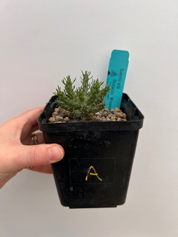 Euphorbia arida 5" Pot A