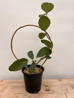 Fockea multiflora 1 Gallon Pot