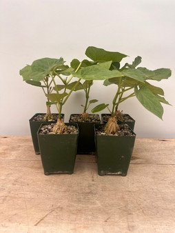 Gonolobus cyclophylla 3.5" Pots
