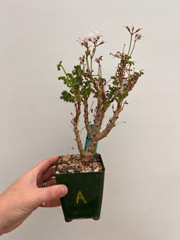 Pelargonium alterans 3.5" Pot A