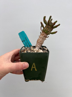 Euphorbia gamkaensis 3.5" Pot A