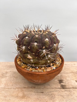 Gymnocalycium armatum 6" Pot