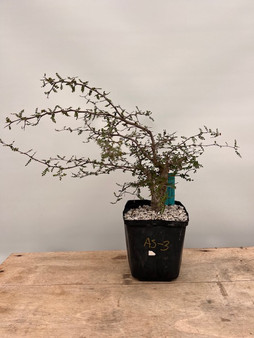 Operculicarya decaryi 6" Pot AS-3