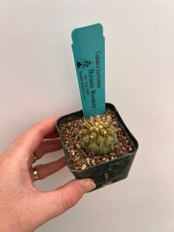 Copiapoa haseltoniana 2" Pot 1