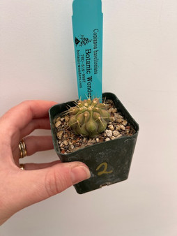 Copiapoa haseltoniana 2" Pot 2