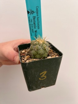 Copiapoa haseltoniana 2" Pot 3