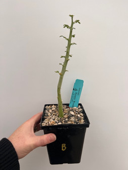 Adenia ballyi 5" Pot B