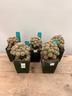 Rebutia 'Pink Shadow' 3.5" Pots - Grafted