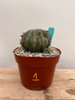 Euphorbia hybrid 6" Pot 1