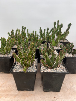 DAILY DEAL - Euphorbia squarrosa 5" Pots