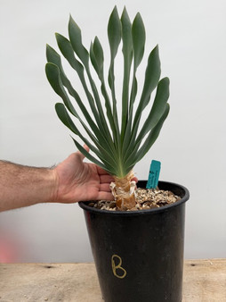 Boophane haemanthoides 2 Gal Pot B