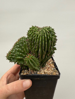 Euphorbia obesa hybrid 3.5" Pots - Old stock plants! 5 available!