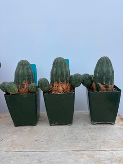 PACHYFORMS A Guide to Growing Caudiciform and Pachycaul Plants