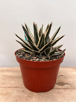 Agave victoria-reginae 'White Rhino' 8" Pot