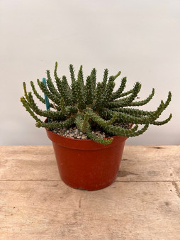 Euphorbia "Medusoid Hybrid" 8" Pot