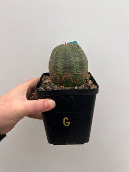 Euphorbia obesa 5" Pot G