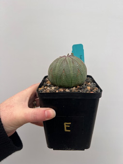 Euphorbia obesa 5" Pot E