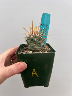 Thelocactus lophothele var. nidulans 3.5" Pot A