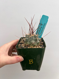 Thelocactus lophothele var. nidulans 3.5" Pot B
