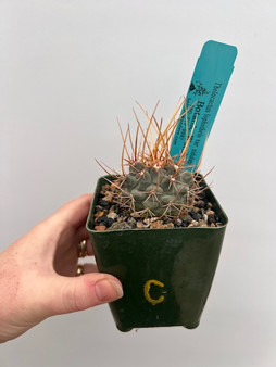Thelocactus lophothele var. nidulans 3.5" Pot C