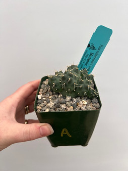 Puna subterranea f. incahuasi 3.5" Pot A