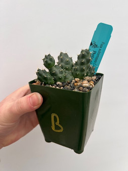 Puna subterranea f. incahuasi 3.5" Pot B