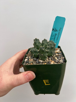 Puna subterranea f. incahuasi 3.5" Pot E