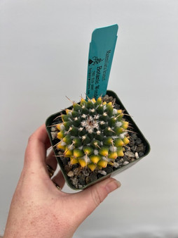 Mammillaria krameri 3.5" Pot - Seasonal Variegation!