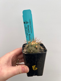 Copiapoa haseltoniana 2" Pot B