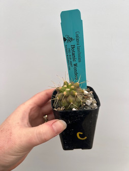 Copiapoa haseltoniana 2" Pot C