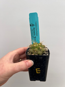 Copiapoa haseltoniana 2" Pot E