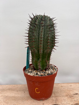 Euphorbia horrida noorsveldensis 6" Pot C