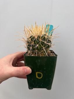 Stenocactus lloydii 3.5" Pot D