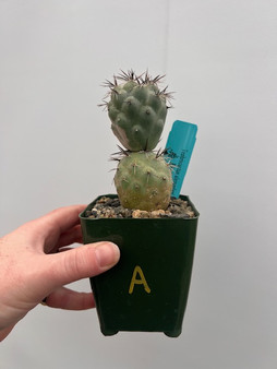 Tephrocactus alexanderi 3.5" Pot A