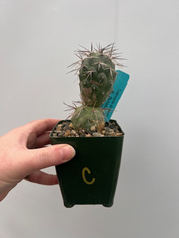Tephrocactus alexanderi 3.5" Pot C