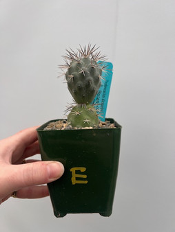 Tephrocactus alexanderi 3.5" Pot E