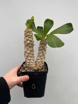 Euphorbia poisonii 5" Pot C