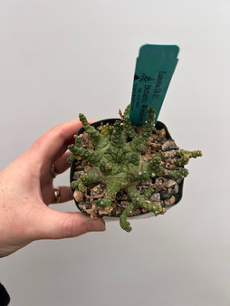 Euphorbia GM 211 3.5" Pot A