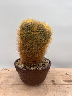 Mammillaria pringlei 8" Pot - Pot not included