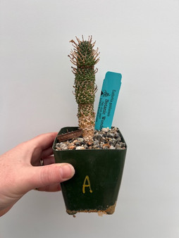 Euphorbia gamkaensis 3.5" Pot A