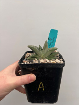 Gasteria 'Green Ice' Hybrid 5" Pot A