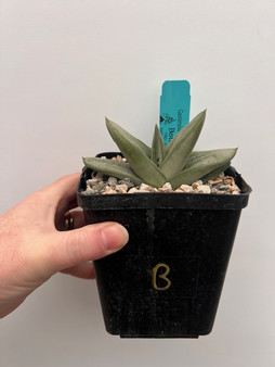 Gasteria 'Green Ice' Hybrid 5" Pot B